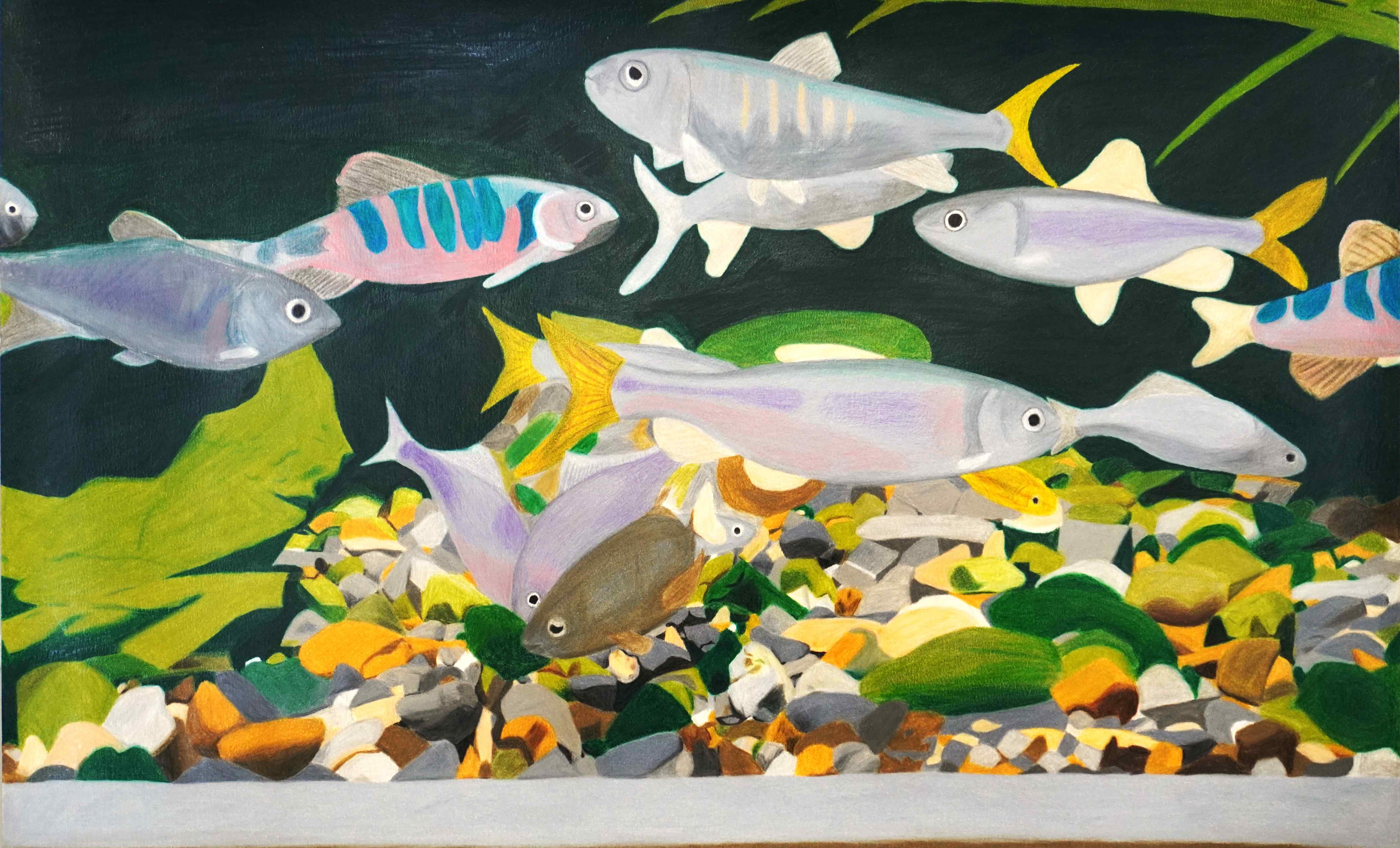 「水族館の川魚」