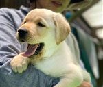 盲導犬育成にも理解を